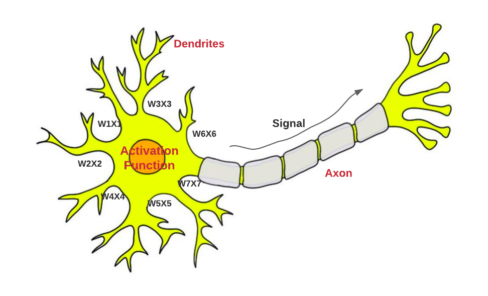 Fig 1. Neuron in Human Brain