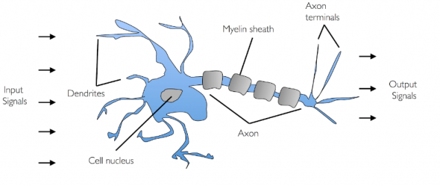 Biological neuron