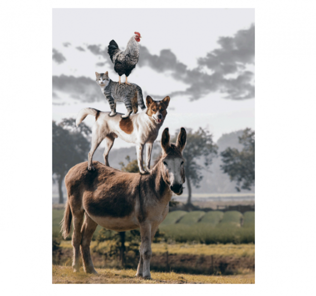 Multilayer classifier to tag image with cat, dog, rooster and a donkey