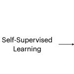 self-supervised learning concepts examples